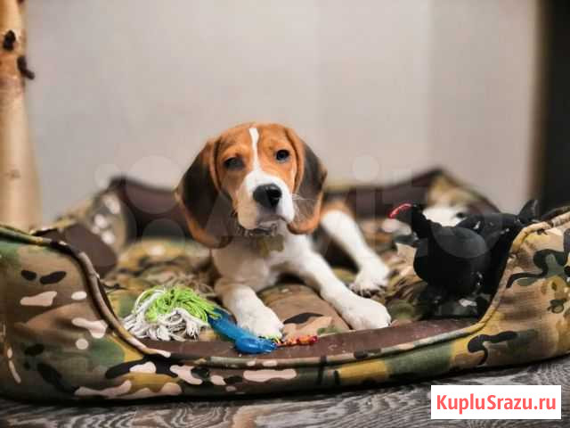 Лежак для собак и кошек Тверь - изображение 1
