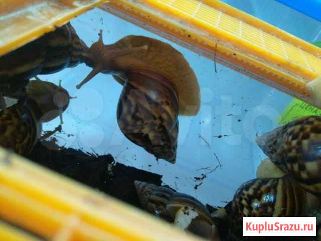 Улитка Ахатина Пермь - изображение 1