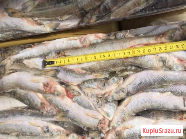 Корюшка с/м Химки - изображение 1