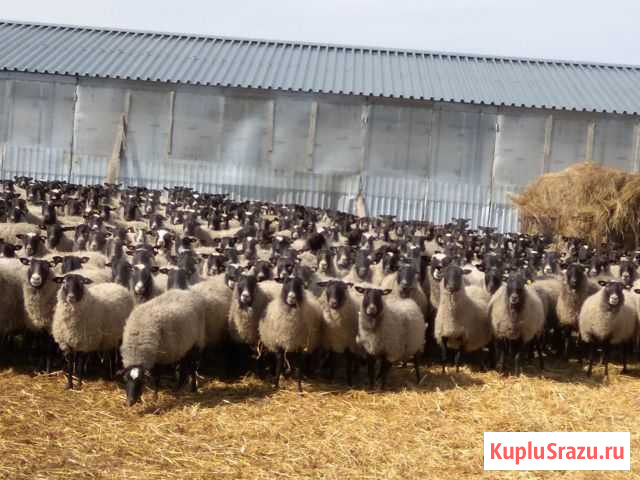 Племенные овцы на плем.развод Киров - изображение 1