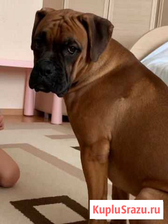 Боксер для вязки Одинцово - изображение 1