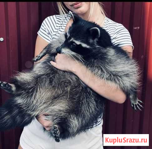 Енот Тёма ищет невесту Ейск - изображение 1