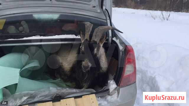 Козел Воскресенск - изображение 1