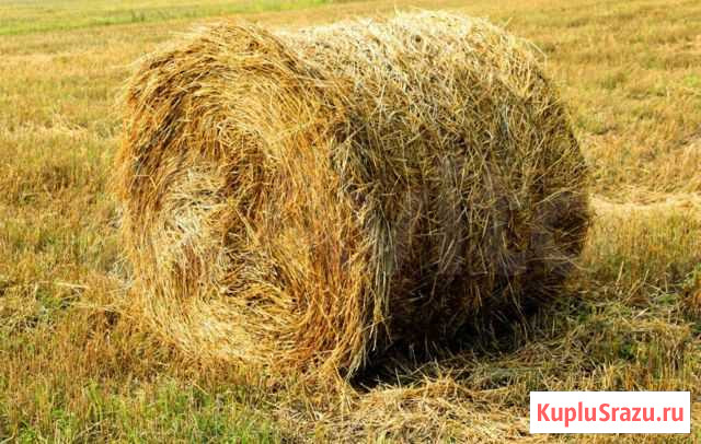Продаю сено Солтон - изображение 1
