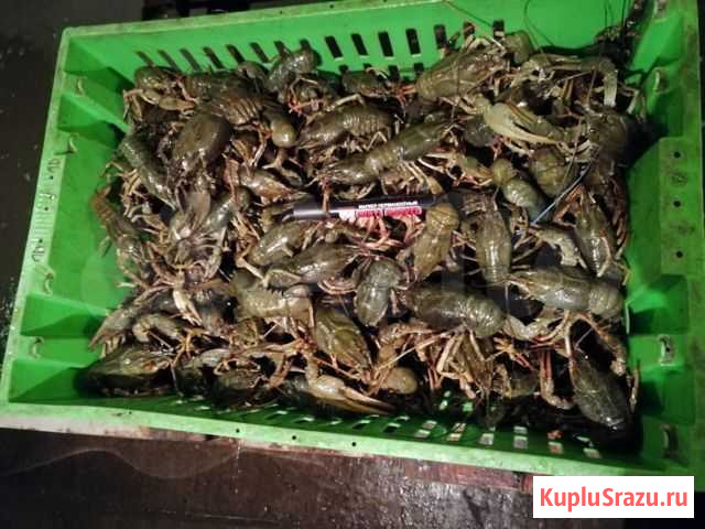 Живые раки Курчатов - изображение 1
