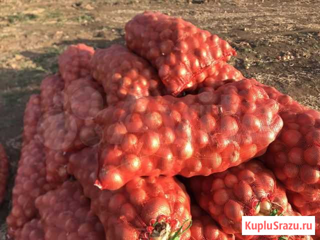 Лук репчатый Нальчик - изображение 1