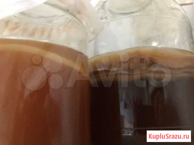 Чайный гриб, напиток, свежие молодые пласты Мытищи - изображение 1