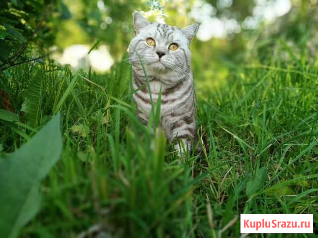 Вязка с британским котом Ижевск - изображение 1