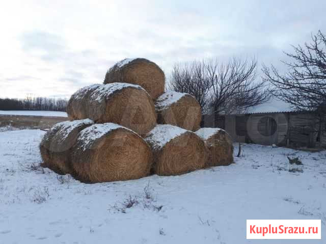 Солома ячменная Ровеньки - изображение 1