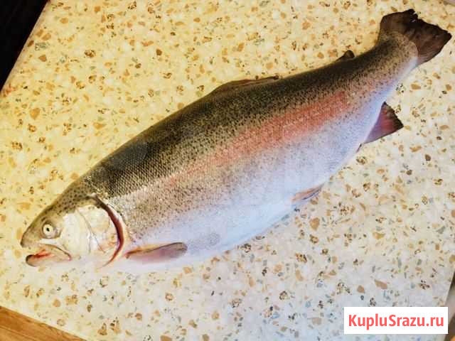 Форель из Карелии Ульяновск - изображение 1
