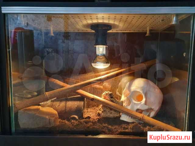 Террариум для ящериц Электрогорск - изображение 1