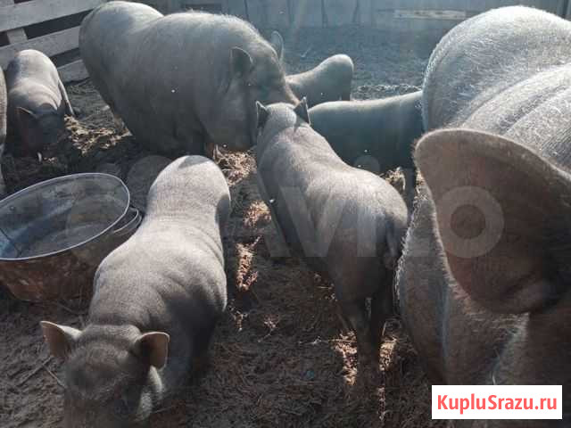 Вьетнамские вислобрюхие свиньи хряк Казань - изображение 1
