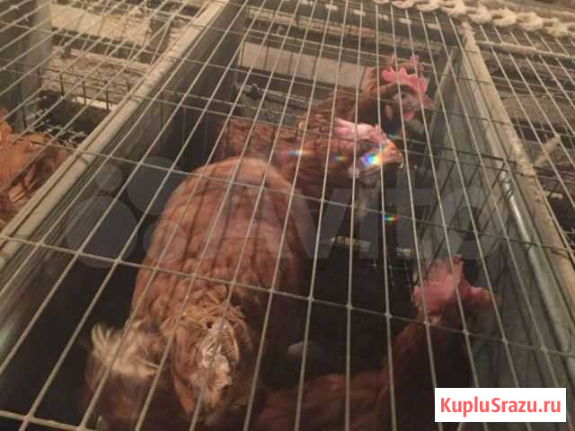Куры-несушки Гулькевичи - изображение 1