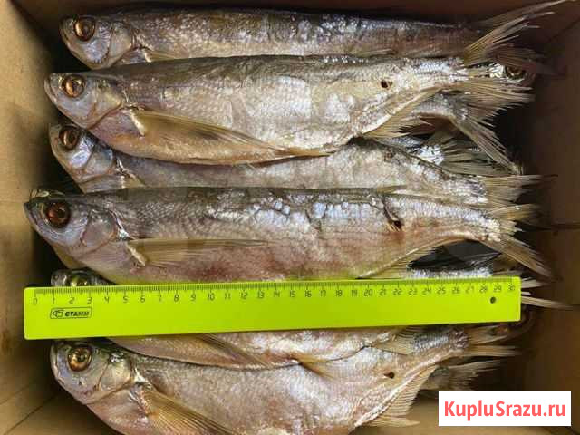Чехонь вяленая Каспийская Отборная Нижний Новгород - изображение 1