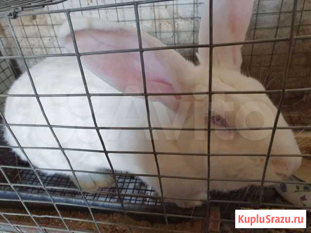 Кролик Белореченск - изображение 1