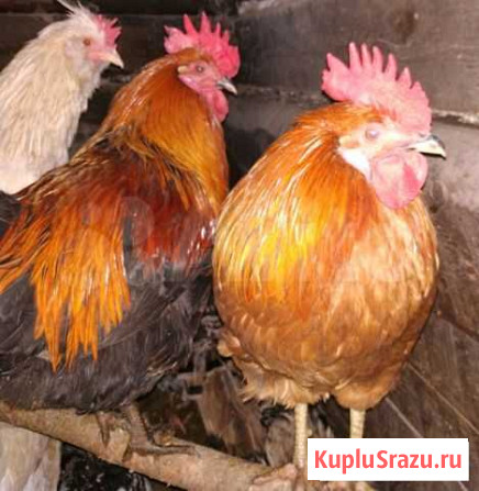 Петухи, куры несушки, гуси, индоутки Асино - изображение 1