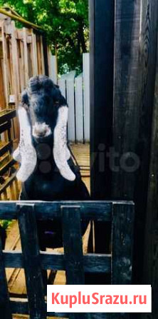 Козлик Гатчина - изображение 1