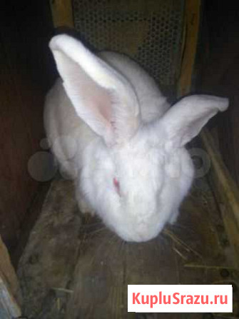 Кролики Екатериноградская - изображение 1
