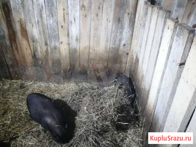 Вьетнамск вислобрюхий поросенок Ижевск - изображение 1
