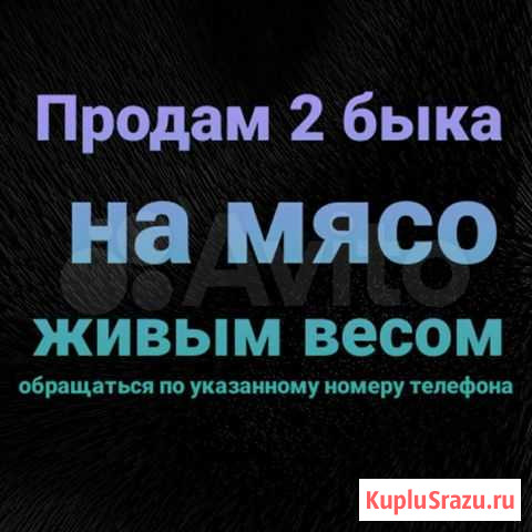 Быки на мясо Тбилисская - изображение 1