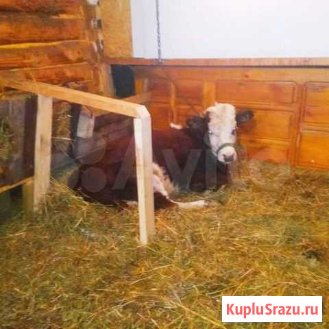 Телка Михайловка - изображение 1