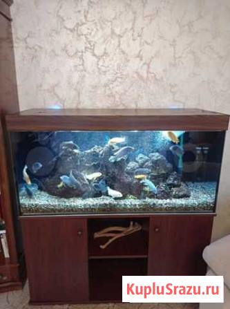 Отличный аквариум с рыбой, фильтром, оборудованием Санкт-Петербург - изображение 1