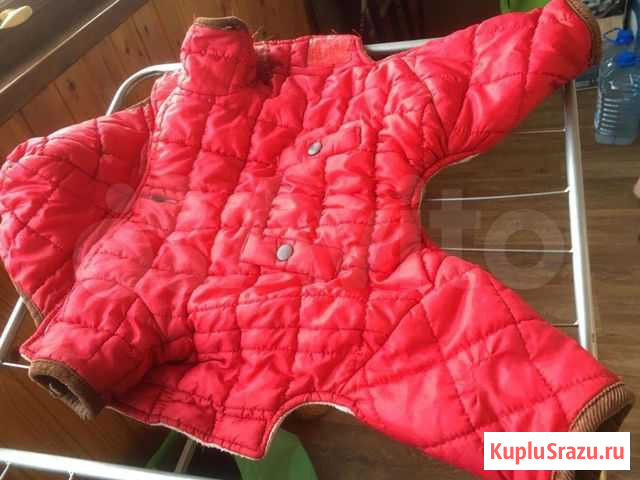 Зимний комбинезон для мелких пород собак Рязань - изображение 1