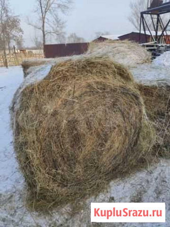 Сено разнотравие таёжное Черногорск - изображение 1