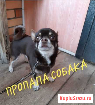 Пропала собака Железногорск - изображение 1
