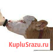 Зцм.сухое молоко для с/х животных.доставка Маркс - изображение 1