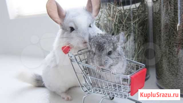 Шиншиллы малыши разных окрасов Красноярск - изображение 1