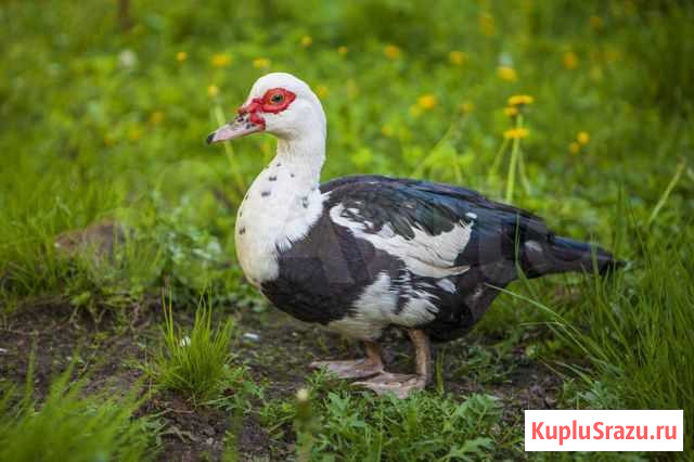 Продам индоуток и курей Донской - изображение 1