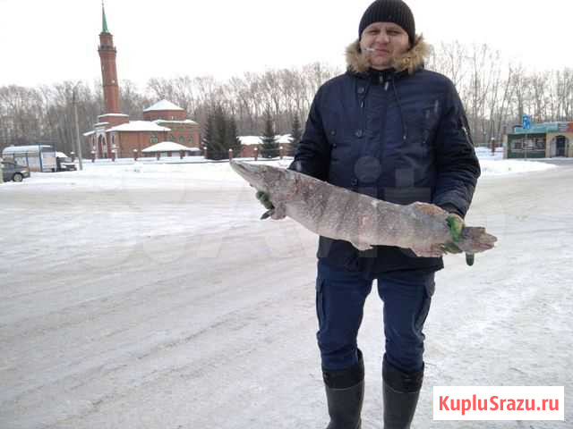 Щука крупная Первоуральск - изображение 1
