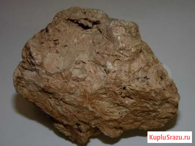 Ракушечник Нижний Новгород - изображение 1