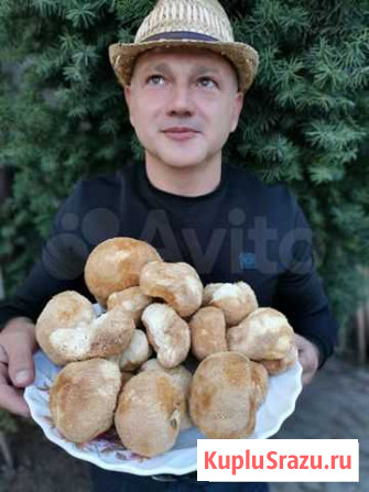 Ежовик Гребенчатый, перемолотый в порошок Краснодар - изображение 1