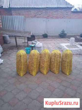 Грецкий орех в новокузнецке Новокузнецк - изображение 1