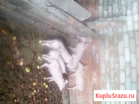 Поросята Фокино - изображение 1