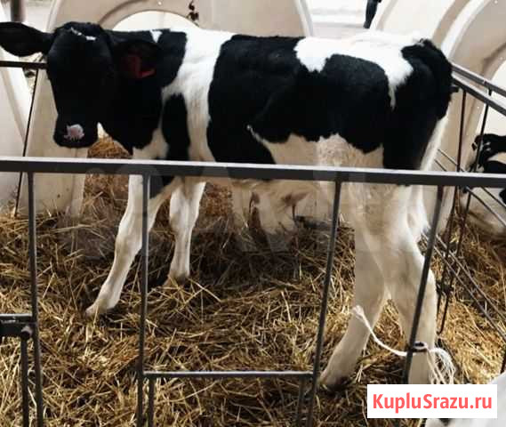 Бычки Телки Телята здоровые Кушнаренково - изображение 1