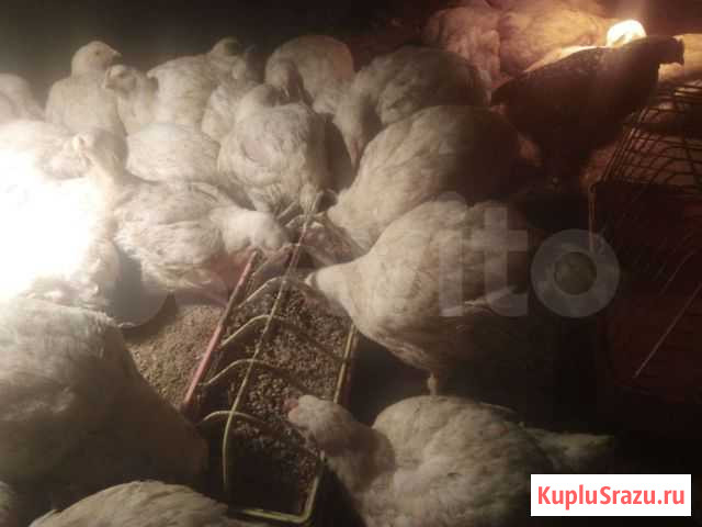 Куры бройлеры на мясо Торжок - изображение 1