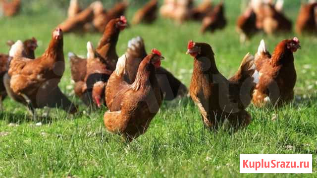 Куры несушки Пермь - изображение 1