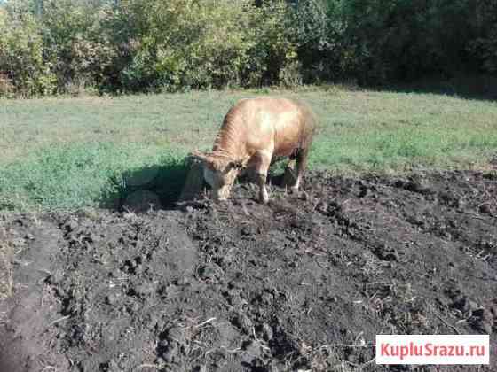 Быки с откорма на мясо Кашары