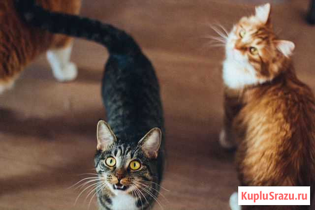 Передержка животных Видное - изображение 1