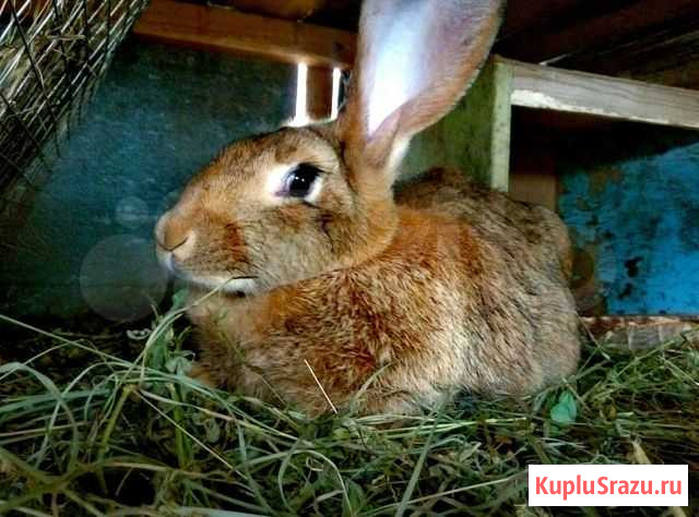 Продам живых кроликов. Порода - Фландер Кирсанов - изображение 1