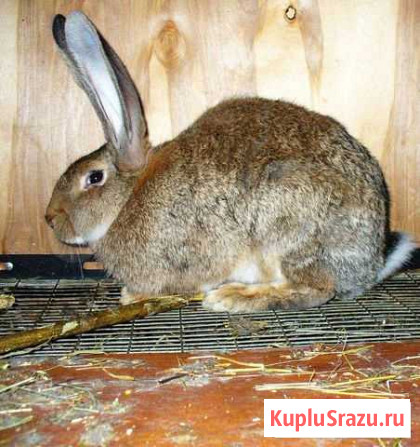 Продам крольчиху Петрозаводск - изображение 1