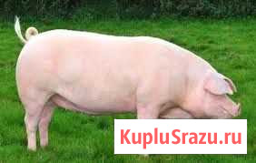 Домашняя свинина Казань - изображение 1
