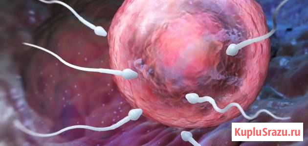 Осеменение коров и телок Реммаш - изображение 1