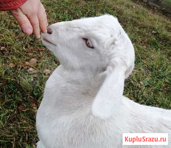 Козы - обезроживание козлят Киров - изображение 1