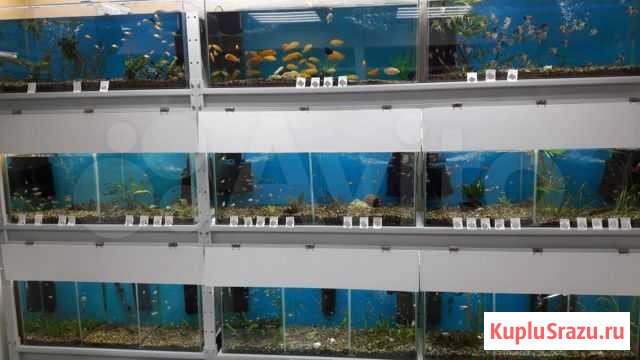 Аквариумные рыбки (более 50 видов) Благовещенск - изображение 1