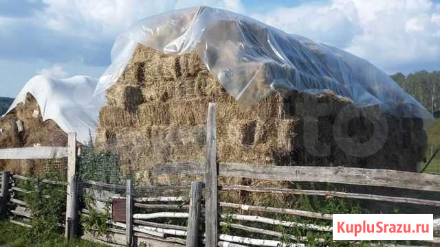 Сено в брикетах Бердск - изображение 1