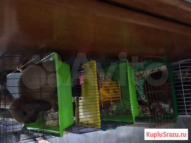 Декоративные кролики Казань - изображение 1